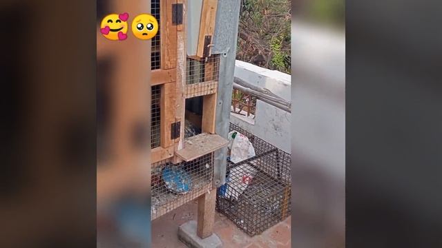 my Pura/my pigeon cage/my❤️🥰/🕊️🕊️🕊️🕊️🕊️🕊️🕊️💯🥺 смотреть онлайн