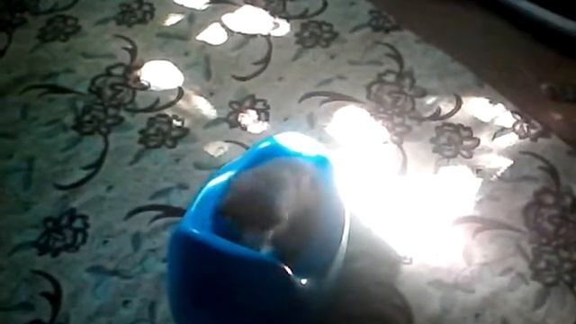 Кот в гаршке 😊😊 смотреть онлайн