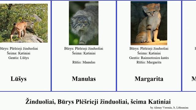 Žinduoliai, Būrys Plėšrieji žinduoliai, šeima Katiniai katė lūšis mammal katės leopardas oncila смотреть онлайн