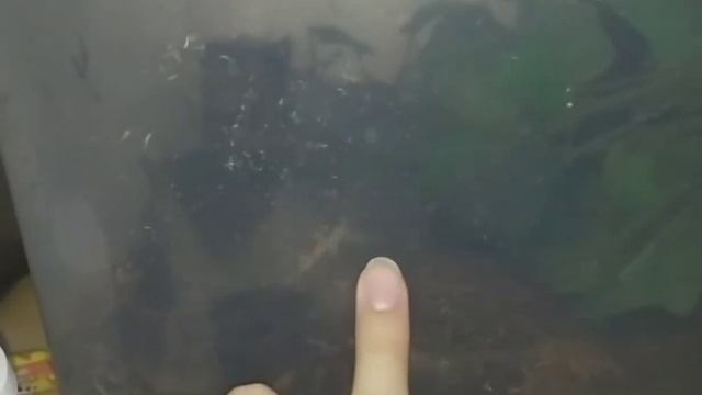 триболонотус хочет есть палец