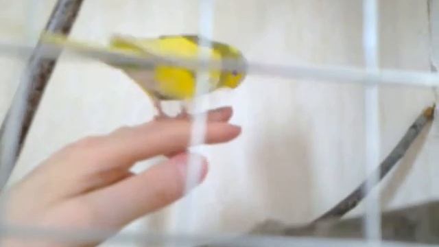 Волнистый попугай! Играет! смотреть онлайн