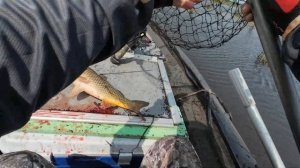 Охота на сазана с арбалетом