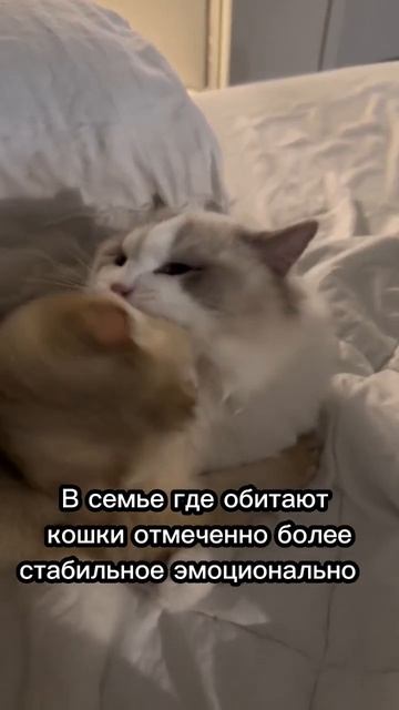 Как влияют кошки на настроение и здоровье человека 🐈💗 #cat #catsfacts