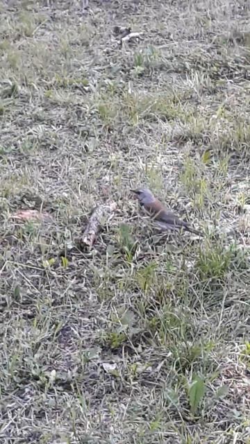 И птички тут есть смотреть онлайн