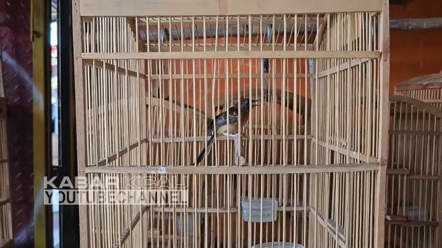 ADA DISKON 50% ! 20 EKOR MURAI PANDA & BLOROK MULAI 850 RIBU, ADA JUGA PASTOL TRAH EK. 42 CM смотреть онлайн