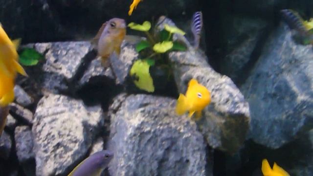 Labidochromis Mbamba смотреть онлайн