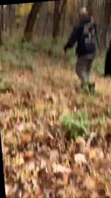 SUCCESSFUL BEAR TRACK | Blood Tracking Dog | Bavarian Mountain Hound | #shorts