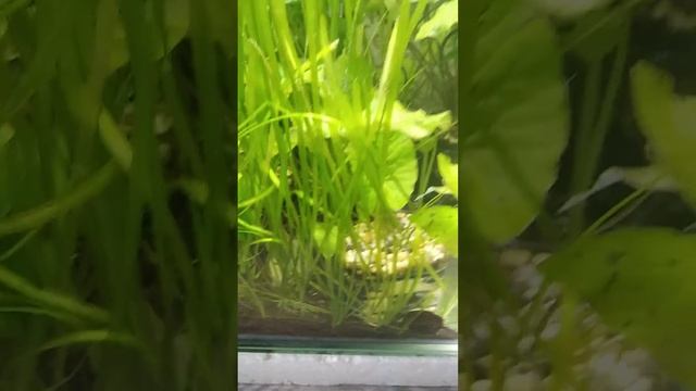 Замена воды, растения и везде пузыри смотреть онлайн