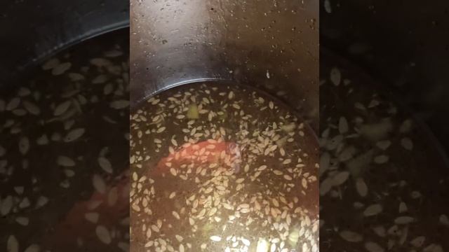 Невероятно вкусные огурцы смотреть онлайн