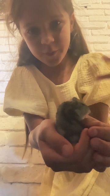 Меня хомяк укусил смотреть онлайн