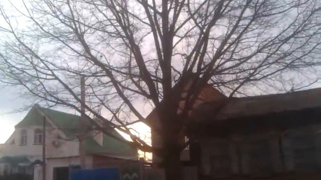Красавец дуб смотреть онлайн