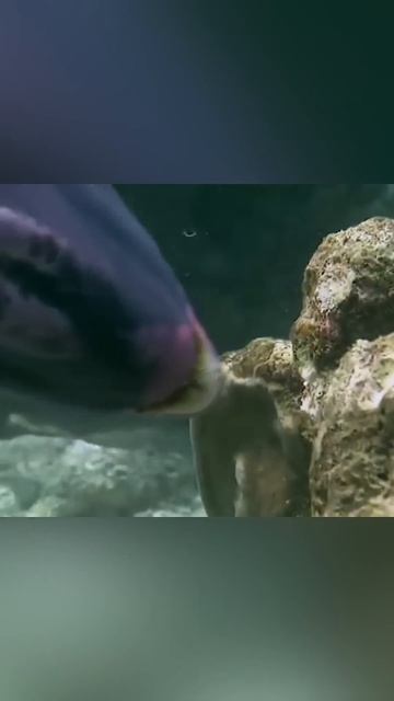 Рыбы которые производят песок для ваших пляжей. Рыба-попугай