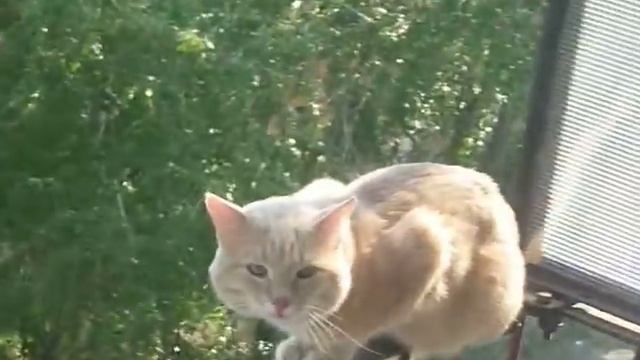 Кот Камыш №4 смотреть онлайн