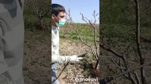 Опрыскивание сада Хорус и Калипсо ,во время цветения.