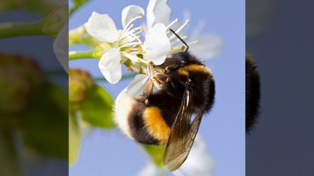 Часть 04 - Полет шмеля