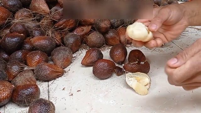 MENGEMBANGKAN BIBIT SALAK JANTAN || Budidaya Bibit Salak смотреть онлайн