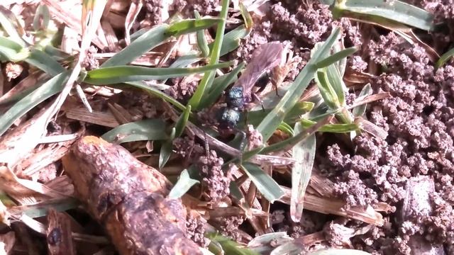 Rhytidoponera Nuptial Flight Aftermath Video & GIVEAWAY!!! | Giveaway Video Presented By Ant Co