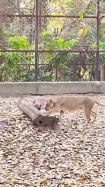 🥺TIGER ATTACK 🙀#TIGER #tiger #shorts #tiger Shorts #Viraltiger #zoo #Indiatiger #tigerattack #viral