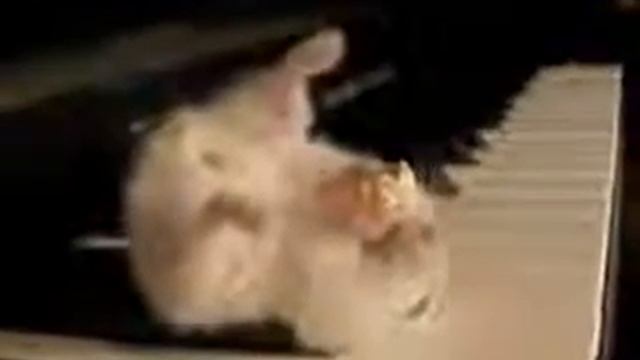 Хомякнапионинекушает