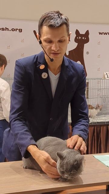 Британский кот Султан Сулейман на шоу кошек