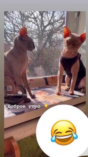 #reels #reelsinstagram #reelsovers #available #catlove #reelsviral #канадскийсфинкс #сфинкс #cats смотреть онлайн