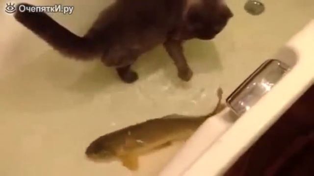 Кот с Рыбой смотреть онлайн