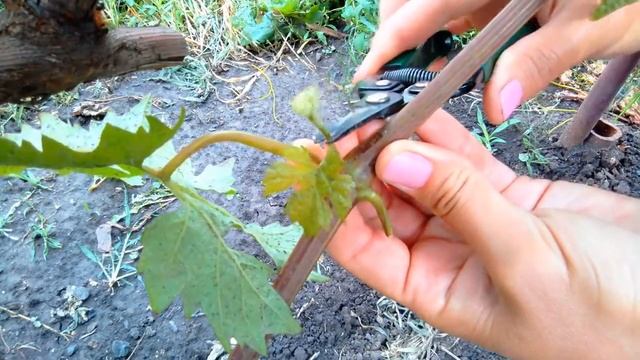 ВИНОГРАД.ФОРМИРОВКА МОЛОДОГО КУСТА