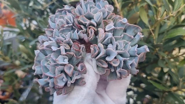 Echeveria Pig Nose смотреть онлайн