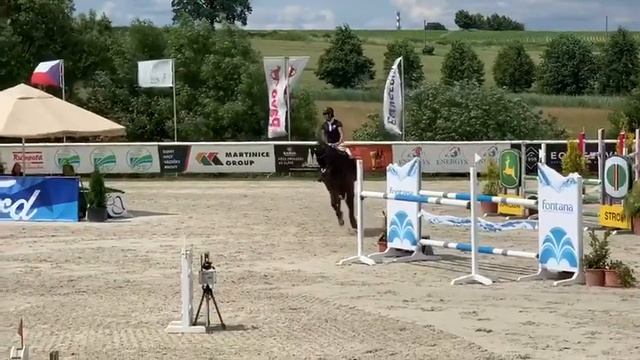 **RACING MACHINE** gelding, by Nerrado x Calypso 1, 2012, 17.1hh tall смотреть онлайн