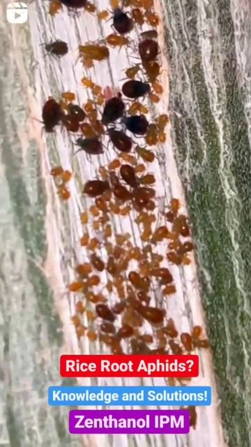 Rice Root #Aphids on trunk смотреть онлайн