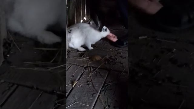 Вот такого кролика мы нашли смотреть онлайн