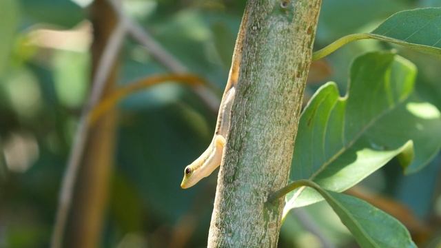 Day gecko (Phelsuma sp.) смотреть онлайн