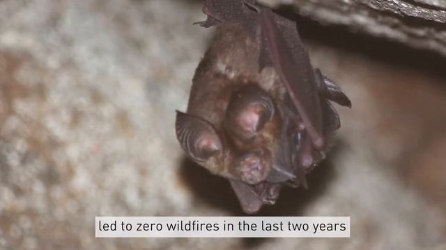 #FFNWinner2020 Iroro Tanshi and the Short-tailed Roundleaf bat смотреть онлайн