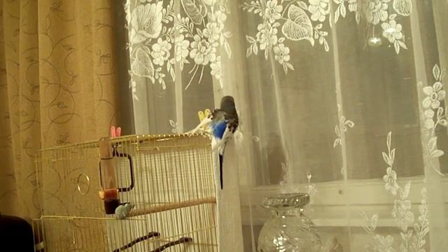 Кеша и прищепка смотреть онлайн