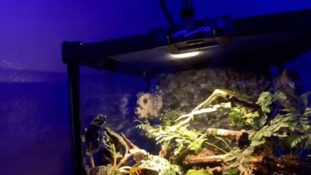 Jack Sparrow#9504’s awesome ghost mantis vivarium! смотреть онлайн