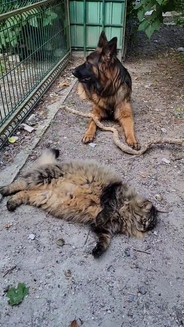 Кошка Лакки и Немецкие овчарки. смотреть онлайн