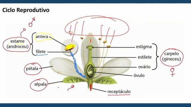 BOTÂNICA (Angiospermas) смотреть онлайн