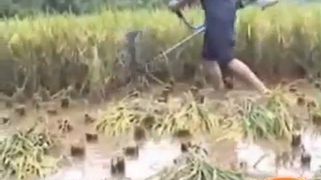 Cosechador Cosechadora Cortador Cortadora Arroz Cebada Trigo Alfalfa y Mas смотреть онлайн