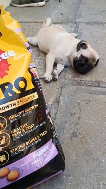 Maggie loves pedigre pro small breed#dog food#dog love#wait for end#please support channel#subscrib смотреть онлайн