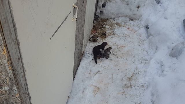 Убийца кроликов смотреть онлайн