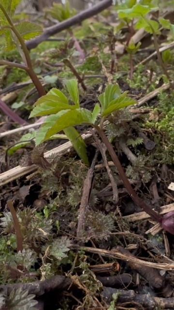 БЕСПЛАТНАЯ ЕДА и Лекарство под ногами #пп смотреть онлайн