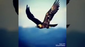 Песня про Хабиба Нурмагомедова