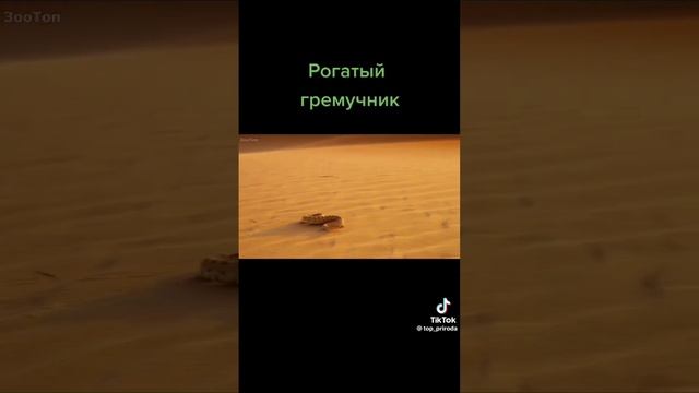 Рогатьй Гремучник смотреть онлайн