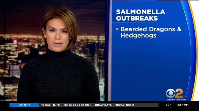 CDC: Salmonella Outbreaks Tied To Bearded Dragons, Hedgehogs смотреть онлайн