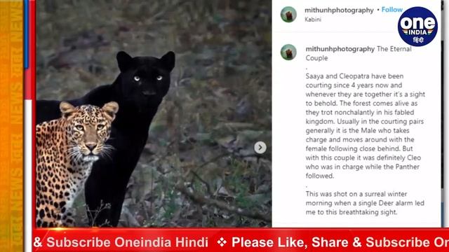 Black Panther और Golden Leopard की जंगल में दिखी जोड़ी, लोग हुए हैरान, जानें क्यों? | वनइंडिया हिंद