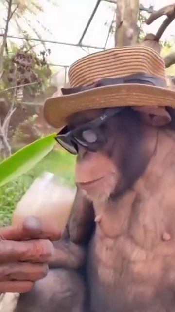 циркач в отпуске смотреть онлайн