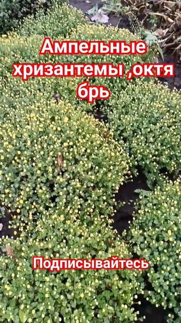 ампельная хризантема осенняя,,многолетняя,,жёлтая,розовая,бордо смотреть онлайн