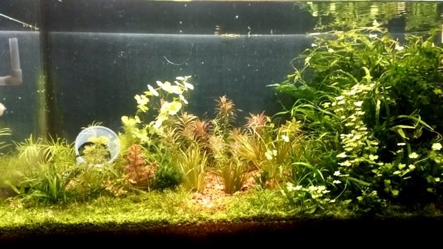 Бликса японская всплыла , сбросила корни смотреть онлайн