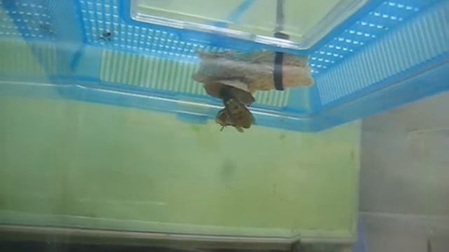 Vespa Bicolor Embryo Nest