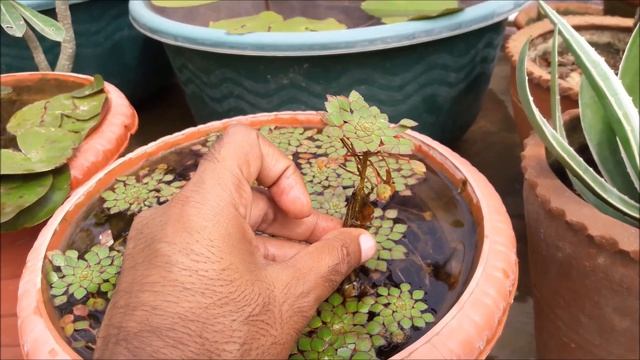 Mosaic Water Plant // How to Grow and Care for Mosaic Plant -[TERRACE GARDEN] смотреть онлайн